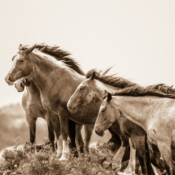 Wind Spirits