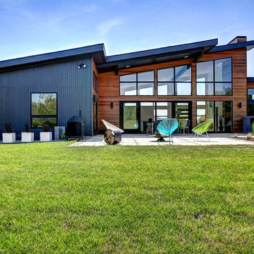 Daffodil - Mid Century