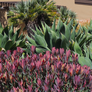La Jolla Refresh