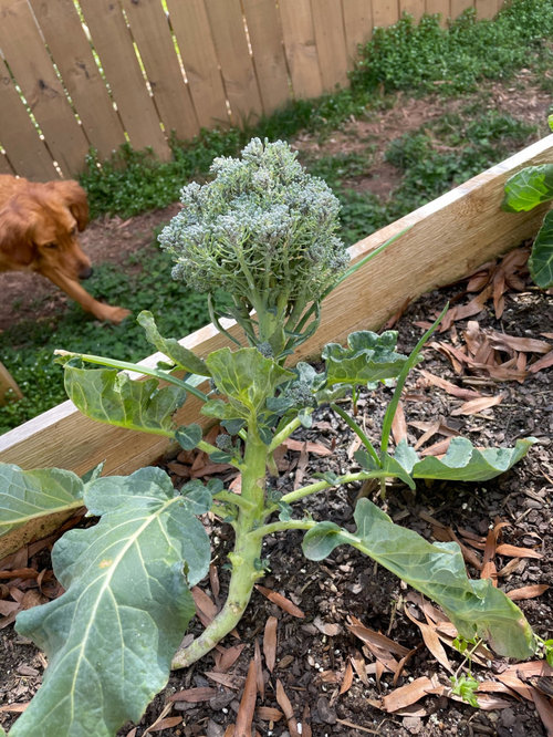 broccoli looks weird