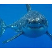 Ian Lumsden's photo