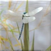 Foto de Twila Bauman Washburn
