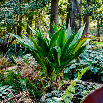 Rienzi Mansion - MFAH - Landscape Design & Installation