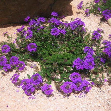 plants