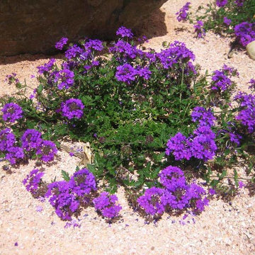Murrieta Xeriscape