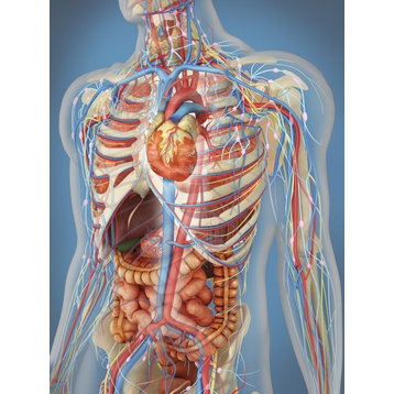 Human Body Showing Heart And Main Circulatory System Position. Print