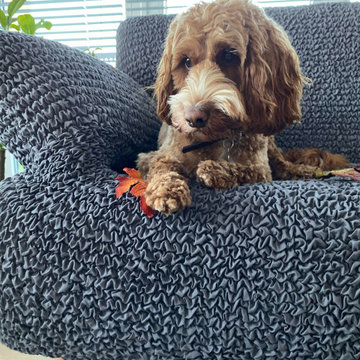 Mamma Mia Couch Covers | High Stretch Pet Protectors
