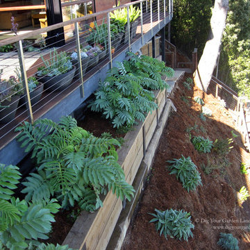 Sausalito - Plantings for a Steep Slope and Rows of Succulents