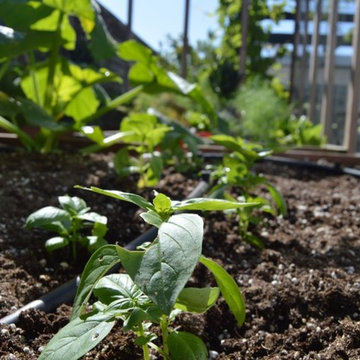 Organic Edible Gardens