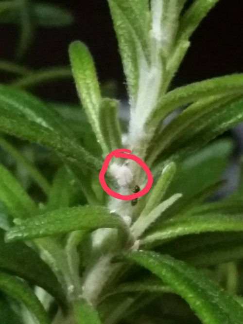 Weird white stuff growing on my plants.