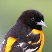Sheila Olson's photo
