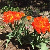 Mary Olson's photo