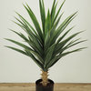 Faux Botanical Yucca in Green 35.5"H