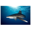 "Oceanic White-tip Shark close to the surface" Print by Dray van Beeck, 42"x28"