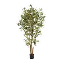 plants