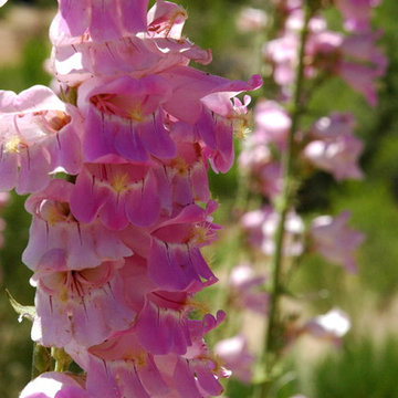 Southwestern Plants