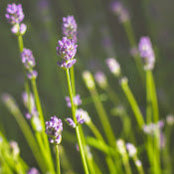 Katie Sucharda's photo