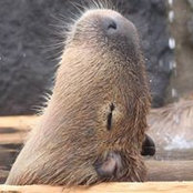 Carol Lim's photo