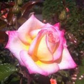 Foto von Lin Rankin
