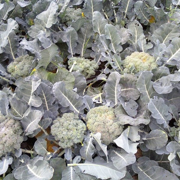 Permaculture/Farms