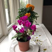 Marjie Alonso's photo