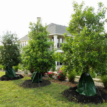 Row of Eagleston Hollies by pool