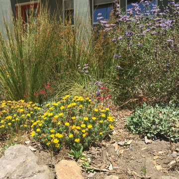 Award Winning Habitat Garden