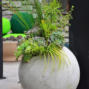 Water Wise Agave, succulent and grasses garden