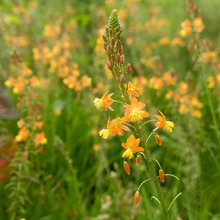 Snake flower (Bulbine frutescens ‘Hallmark’)