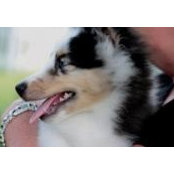 Dolly Golen's photo