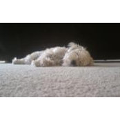 Foto von Laura De_Jong