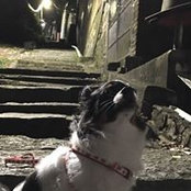 劉立犬's photo