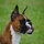 boxerbus