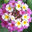 Garden Details