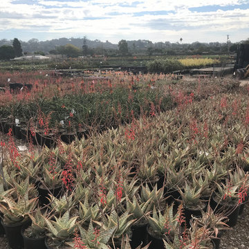 Local Nurseries