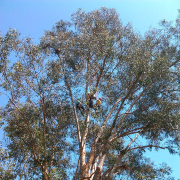 Tree Care Photos