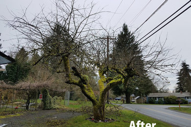 Old apple tree in Bothell