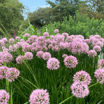 Pollinator Gardens & Perennial Plantings