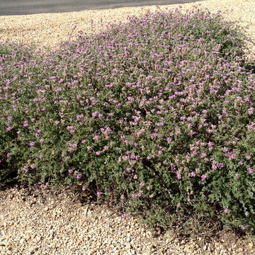 Southwestern Plants