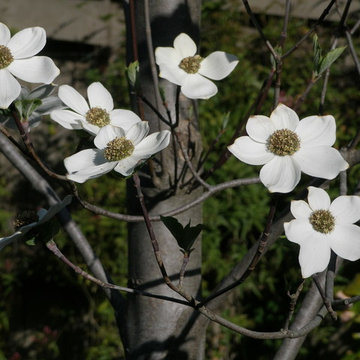 Plantings