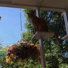 catio