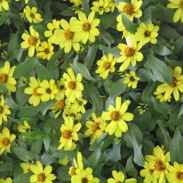 Individual Plant Photos # 1:Customer Aid (Not complete- hundreds will be here)