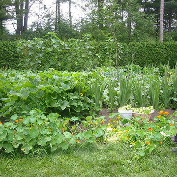 Lycopene Labyrinth