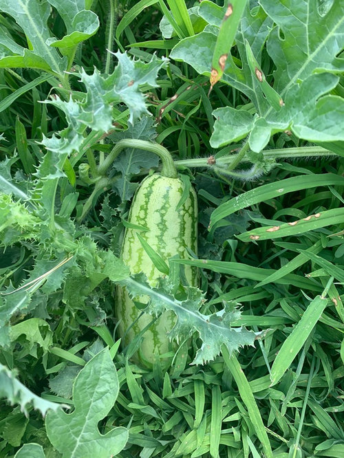 Will new melons grow slower than the first melons that set? Pics.