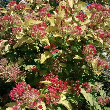 Bismarck ND Native Plants