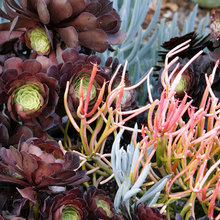 Landscape Ideas