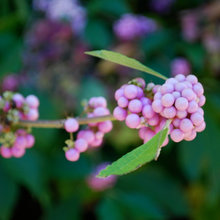 plants