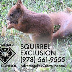 Squirrel Exclusion in Topsfield, MA - Products