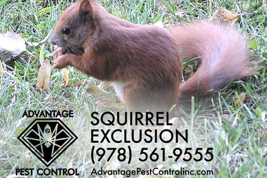Squirrel Exclusion in Topsfield, MA