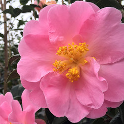 Current Featured Plants - Products